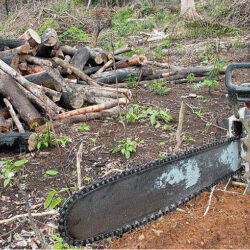 Crise ambiental provocada por Bolsonaro ameaça enfraquecer economia do país