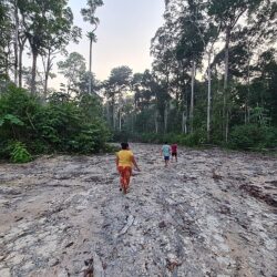 Expedição flagra desmatamento ilegal e ribeirinhos pedem nova reserva sustentável na Amazônia