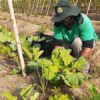 Por que agricultores e pesquisadores defendem que agroecologia pode sanar a fome no Brasil