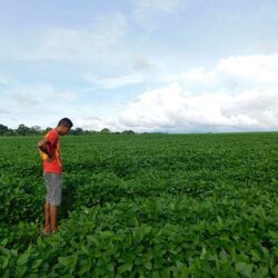 Produtor familiar de arroz e feijão recebeu apenas 2,5% de recursos do Pronaf. Soja recebeu 26%