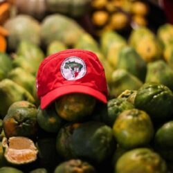No país dos agrotóxicos, assentados produzem alimentos mais saudáveis