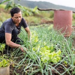 Combate à fome: Paulo Teixeira anuncia ida da Conab para Ministério do Desenvolvimento Agrário
