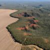 Agropecuária: Desmatamento no Cerrado pode ultrapassar extinção mundial de 1500