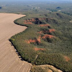 Agropecuária: Desmatamento no Cerrado pode ultrapassar extinção mundial de 1500