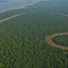 Desmatamento cai 50% na Amazônia em 2023