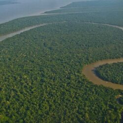 Desmatamento cai 50% na Amazônia em 2023