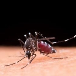 Casos graves de dengue podem causar hepatite e insuficiência renal