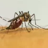Com 6,3 milhões de casos prováveis, Brasil lidera ranking de dengue