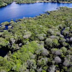 Saiba como títulos verdes possibilitam reflorestamento na Amazônia