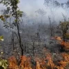 Queimadas aumentam a temperatura do solo por décadas, diz estudo; apagar o fogo não é suficiente