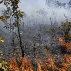 Queimadas aumentam a temperatura do solo por décadas, diz estudo; apagar o fogo não é suficiente