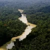 Dia da Amazônia: famílias criam modelo de negócio com restauração