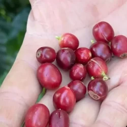 China habilita 183 empresas brasileiras a exportar café para o país